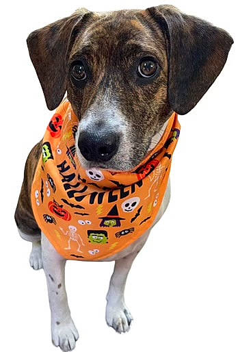 Willa Mae joined the competition — help win amazing prizes! canidae, carnivore, collar, companion_dog, dog, dog_breed, dog_clothes, dog_collar, dog_supply, fashion_accessory, fawn, fur, personal_protective_equipment, pet_supply, sleeve, snout, sporting_group, whiskers, working_animal, working_dog