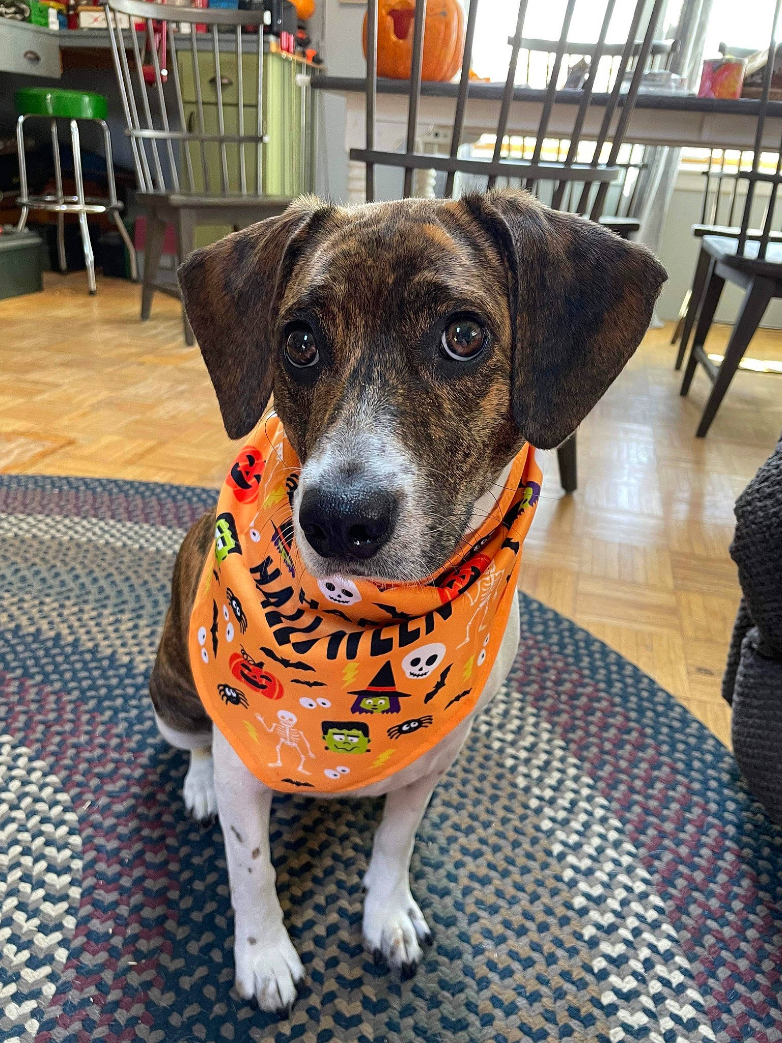 Willa Mae is registered to the contest to win money with this photo: carnivore, chair, collar, companion_dog, dog, dog_breed, dog_clothes, dog_collar, dog_supply, fawn, flooring, fur, leash, pattern, pet_supply, shelf, snout, sporting_group, whiskers, working_animal