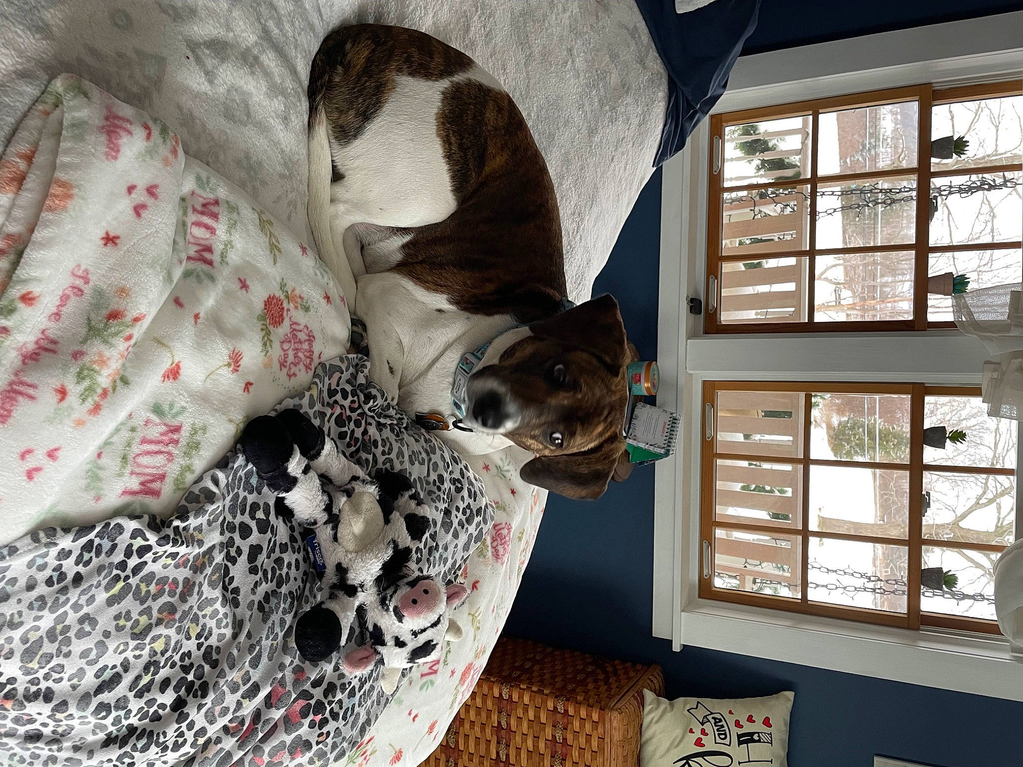 Willa Mae joined the competition — help win amazing prizes! building, carnivore, collar, companion_dog, dog, dog_breed, fawn, felidae, fur, house, linens, pattern, pet_supply, small_to_medium_sized_cats, snout, sporting_group, tail, tree, window, wood