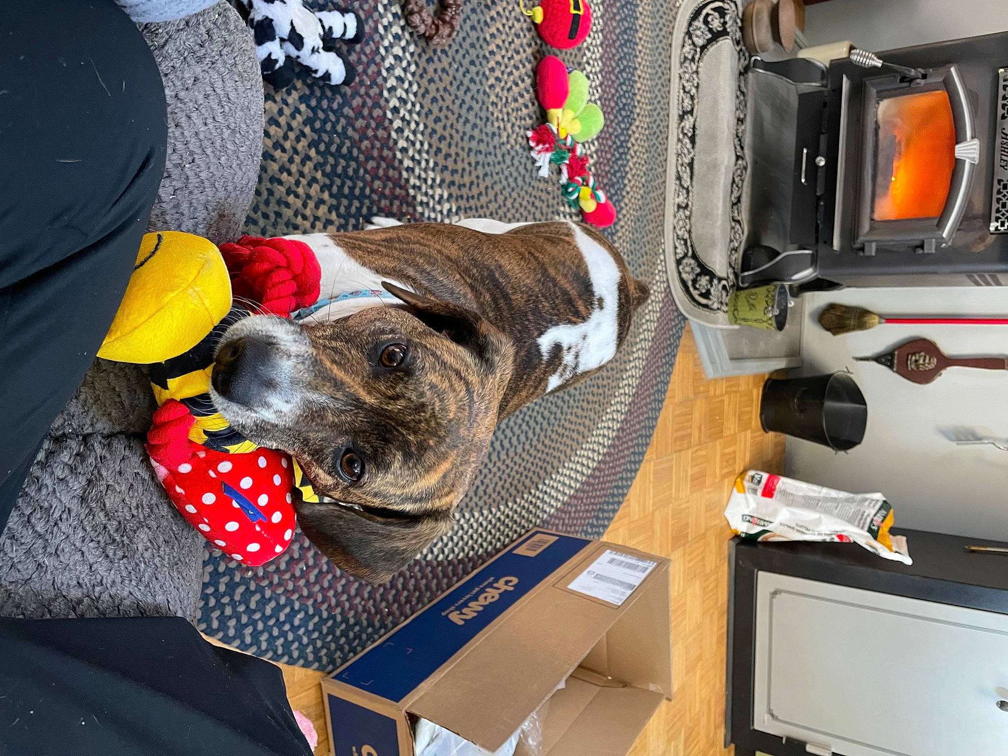 Willa Mae joined the competition — help win amazing prizes! audio_equipment, bag, camera, cameras_optics, carnivore, collar, comfort, companion_dog, digital_camera, dog, dog_breed, dog_supply, gadget, luggage_and_bags, machine, pet_supply, shipping_box, sporting_group, television_set, working_animal