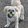 dog, white_dog, tennis_ball, ball, outdoor, asphalt, grass, pet, playing, animal, cute, fluffy, tail, ears, mouth, standing, daylight, small_dog, fur, canine