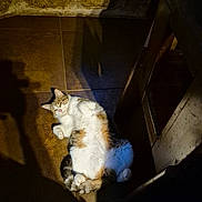 Mimi a rejoint le concours — aidez-le/la à gagner de superbes lots ! animal, calm, cat, cozy, cute, feline, floor, fur, indoor, light, paws, pet, relaxed, resting, shadow, sleeping, stone_wall, tail, tile, whiskers