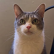 Milton is registered to the contest to win money with this photo: cat, gray_cat, white_cat, pet, indoor, whiskers, ears, face, fur, animal, feline, sitting, closeup, portrait, curious, looking, domestic_cat, cute, eyes, nose