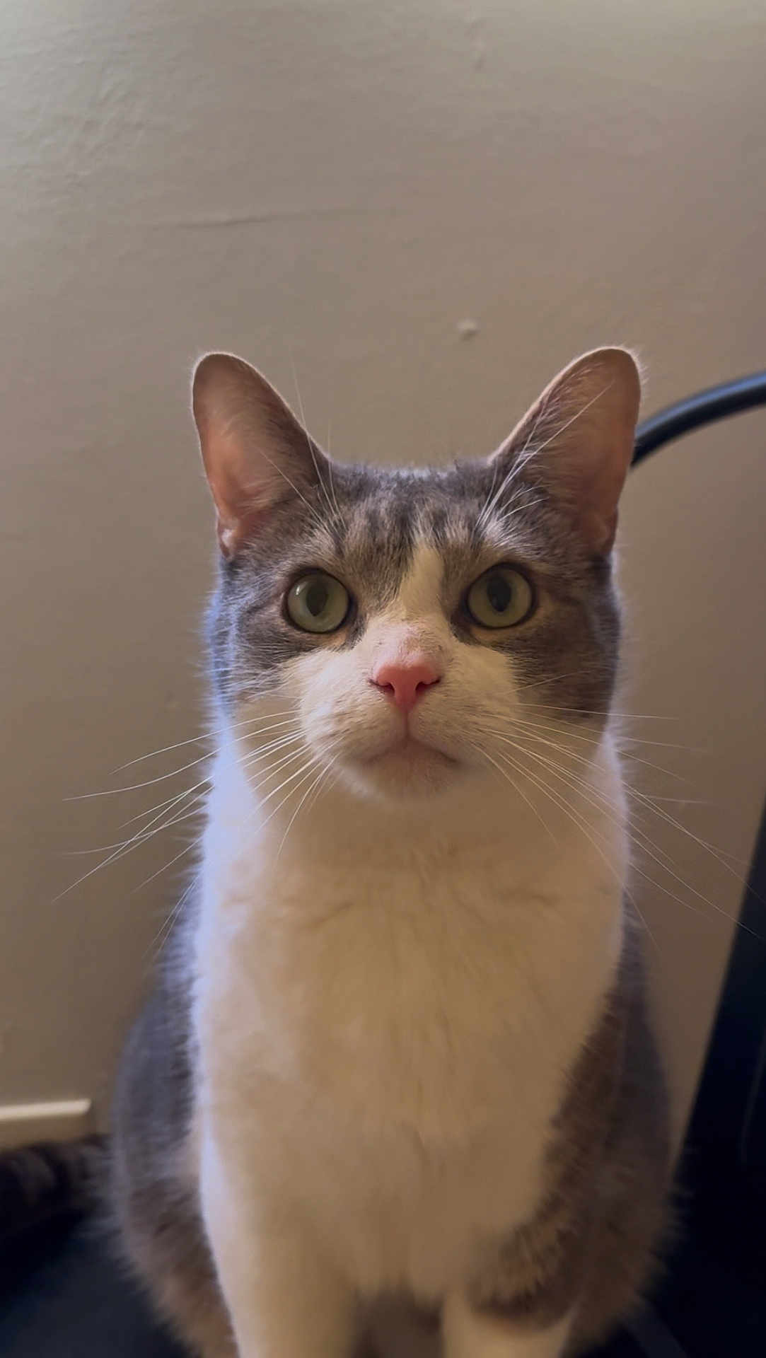 Milton is registered to the contest to win money with this photo: cat, gray_cat, white_cat, pet, indoor, whiskers, ears, face, fur, animal, feline, sitting, closeup, portrait, curious, looking, domestic_cat, cute, eyes, nose
