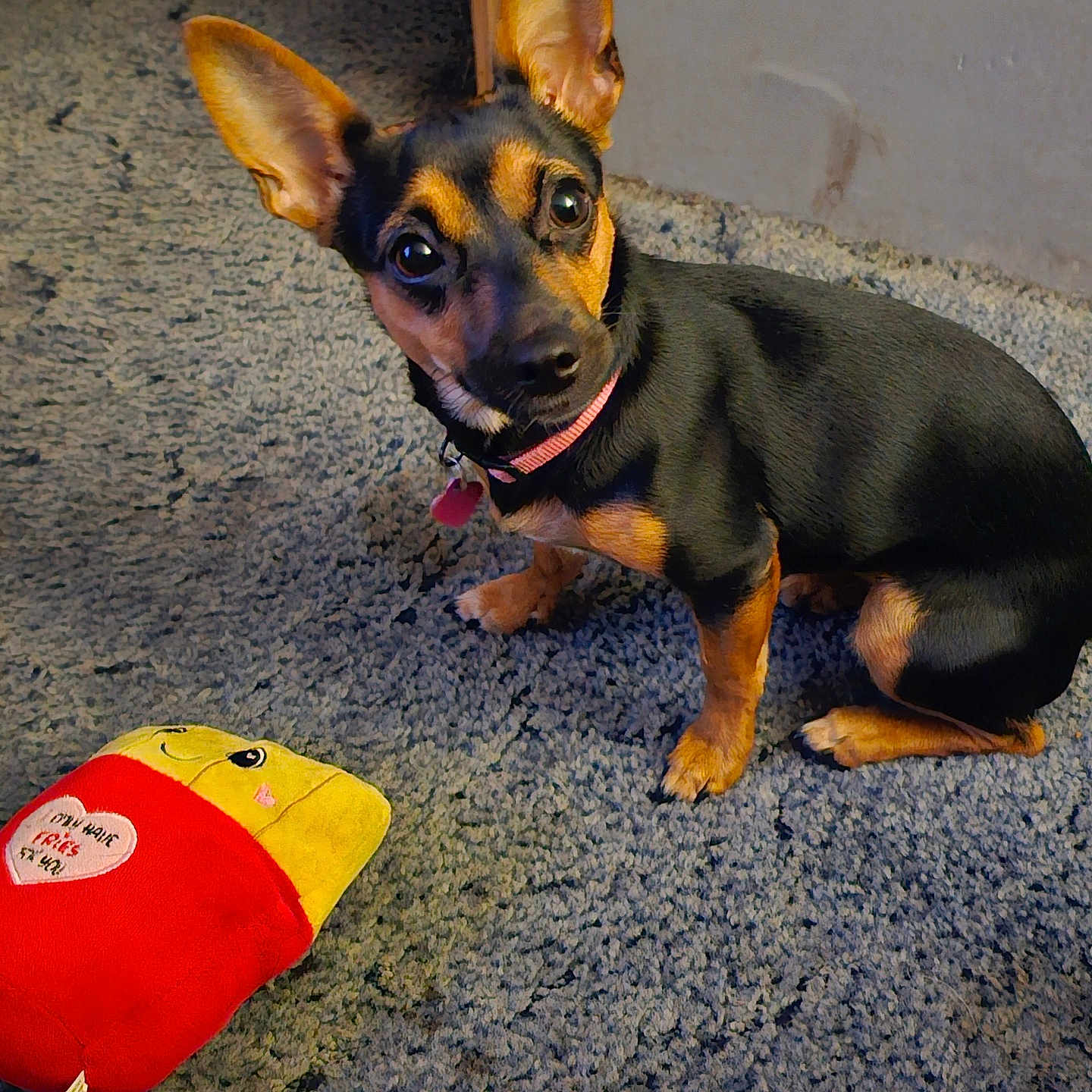 Sophie joined the competition — help win amazing prizes! animal, black_and_tan, carpet, collar, cute, dog, domestic_animal, ears, eye_contact, floor, indoor, looking_up, pet, playful, plush_toy, puppy, sitting, small_dog, texture, toy