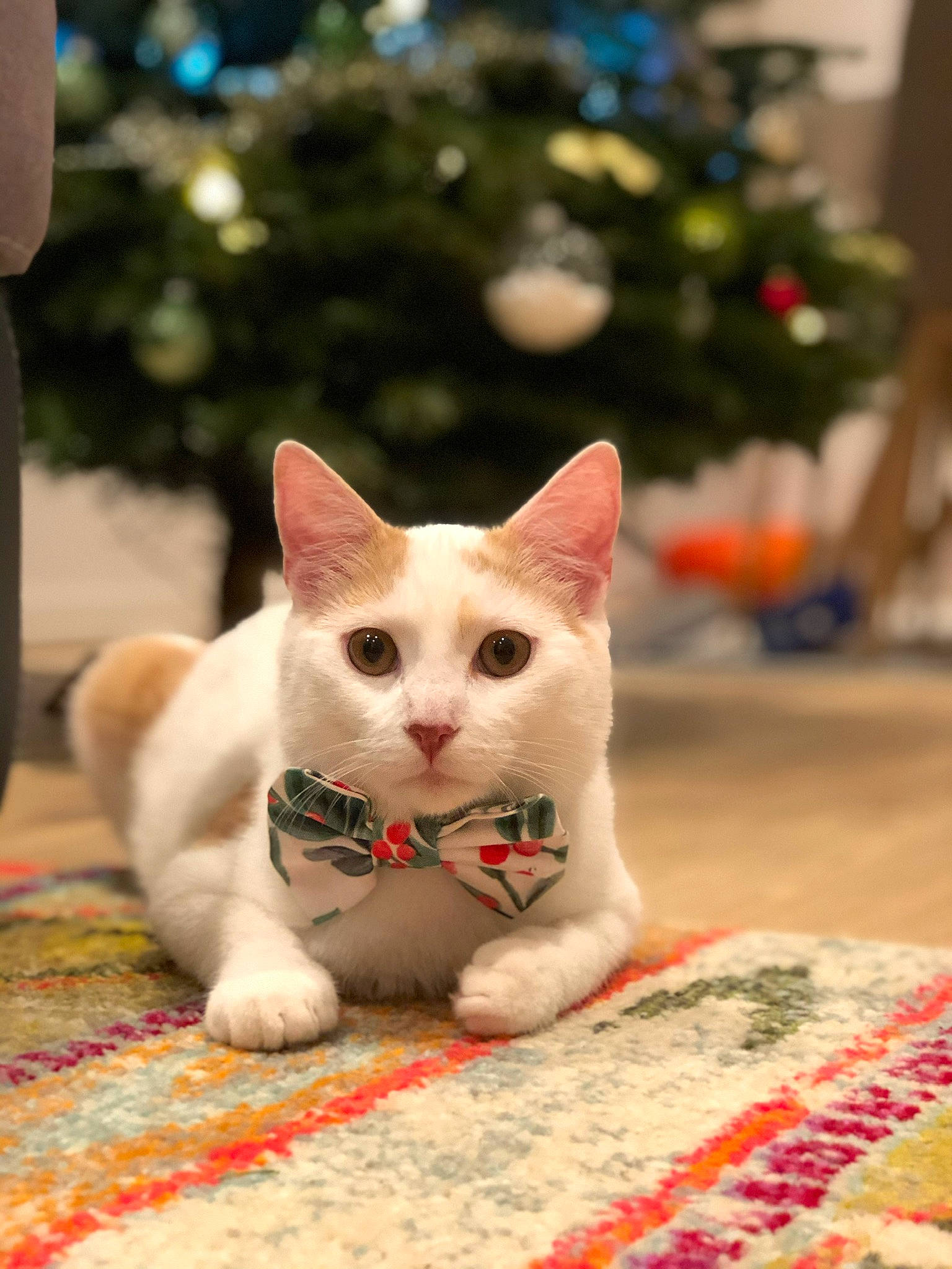 Canaille participe au concours pour gagner de l'argent avec cette photo : carmine, carnivore, cat, claw, domestic_short_haired_cat, fawn, felidae, flooring, fur, holiday, linens, pattern, paw, small_to_medium_sized_cats, snout, tail, tree, whiskers, wood