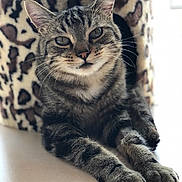 Mango a rejoint le concours — aidez-le/la à gagner de superbes lots ! cat, tabby, pet, animal, feline, paws, whiskers, ears, eyes, resting, indoor, fur, cute, portrait, leopard_print, cat_condo, relaxed, closeup, home, cozy