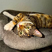 Neytiri joined the competition — help win amazing prizes! animal, cat, cat_bed, closeup, cozy, cute, domestic_cat, feline, fur, gray, indoor, pet, playful, portrait, relaxed, resting, sleeping_area, tabby, whiskers, yellow_eyes