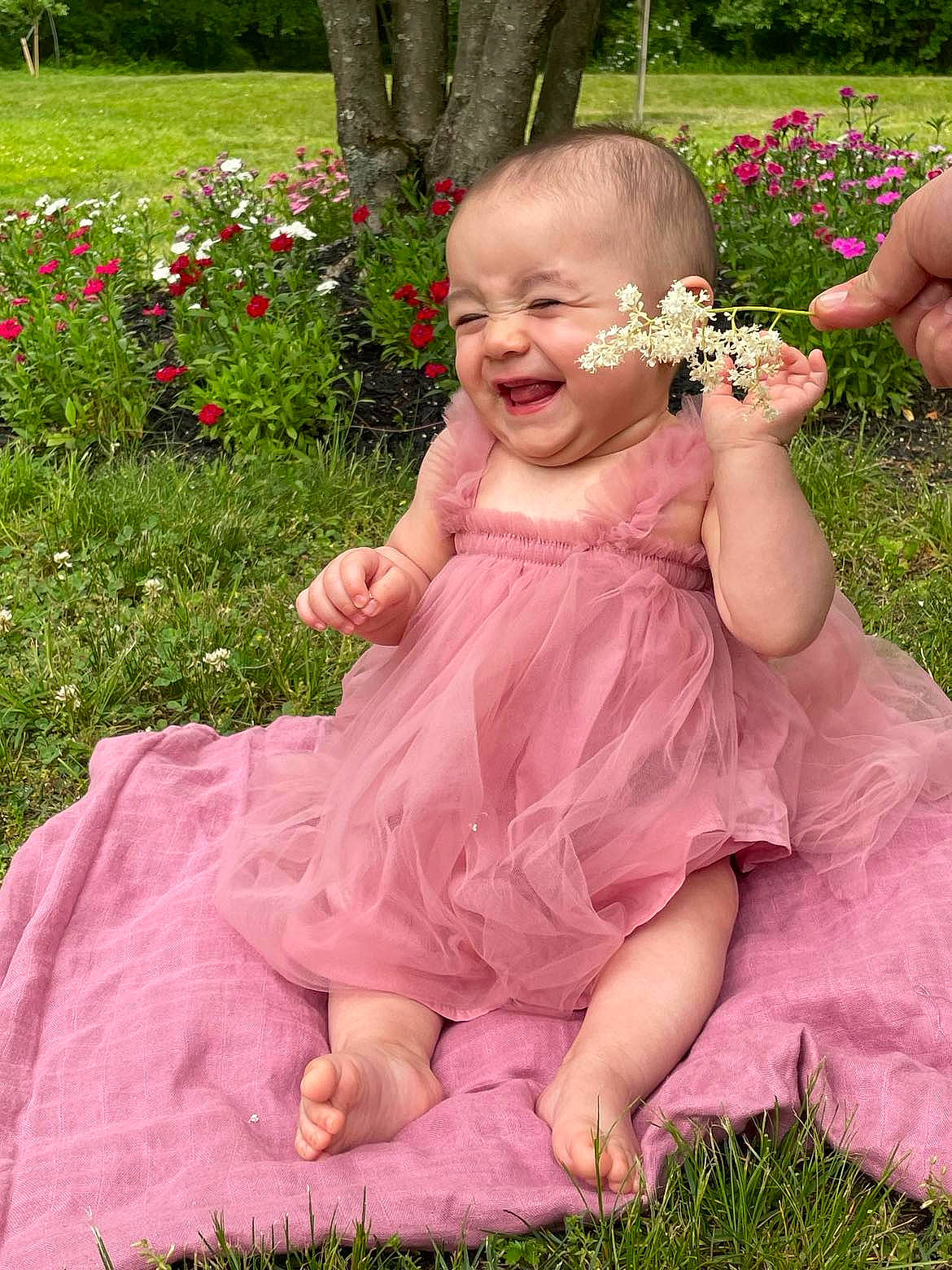 Juliana joined the competition — help win amazing prizes! baby, baby_toddler_clothing, botany, dress, flower, fun, grass, green, happy, leaf, magenta, people_in_nature, person, petal, pink, plant, sitting, smile, summer, toddler