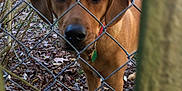 Maxwell And Chewie joined the competition — help win amazing prizes! dog, brown_dog, chain_link_fence, outdoor, backyard, trees, leaves, collar, pet, nature, animal, curious, canine, daylight, fence, close_up, looking, ears, snout, ground