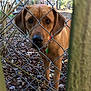 dog, brown_dog, chain_link_fence, outdoor, backyard, trees, leaves, collar, pet, nature, animal, curious, canine, daylight, fence, close_up, looking, ears, snout, ground