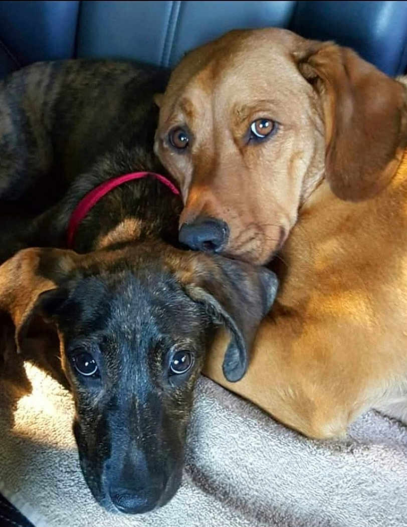 Maxwell And Chewie