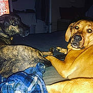 Maxwell And Chewie joined the competition — help win amazing prizes! dog, brindle_dog, golden_dog, bed, blanket, indoor, pet, canine, animal, resting, looking_back, fur, ears, paw, domestic_animal, cozy, room, furniture, night, sleeping_area