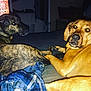 dog, brindle_dog, golden_dog, bed, blanket, indoor, pet, canine, animal, resting, looking_back, fur, ears, paw, domestic_animal, cozy, room, furniture, night, sleeping_area