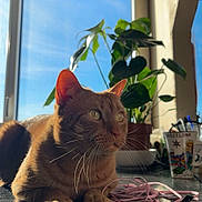 Lacoste participe au concours pour gagner de l'argent avec cette photo : cat, ginger_cat, sunlight, window, plant, earphones, countertop, indoor, reflection, green_leaves, pet, feline, curious, relaxed, domestic_animal, houseplant, souvenir_cup, natural_light, still_life, closeup