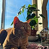 cat, ginger_cat, sunlight, window, plant, earphones, countertop, indoor, reflection, green_leaves, pet, feline, curious, relaxed, domestic_animal, houseplant, souvenir_cup, natural_light, still_life, closeup