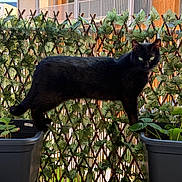 Vinyl a rejoint le concours — aidez-le/la à gagner de superbes lots ! black_cat, cat, plant_pots, balcony, ivy_lattice, green_eyes, leaves, outdoor, pet, animal, feline, nature, urban, apartment, wooden_building, plant, balcony_railing, daylight, curiosity, balance