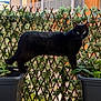 black_cat, cat, plant_pots, balcony, ivy_lattice, green_eyes, leaves, outdoor, pet, animal, feline, nature, urban, apartment, wooden_building, plant, balcony_railing, daylight, curiosity, balance