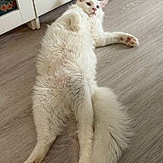 Yuki participe au concours pour gagner de l'argent avec cette photo : animal, cabinet, cat, cute, domestic_cat, feline, floor, fluffy, fur, home, indoor, paw_pads, pet, pink_paws, relaxed, resting, stretching, tail, white_cat, wooden_floor