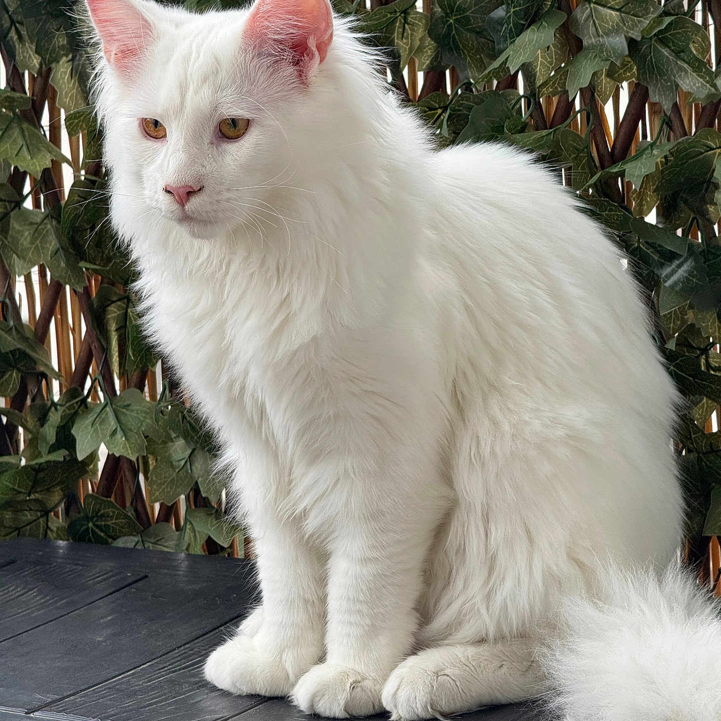 Yuki a rejoint le concours — aidez-le/la à gagner de superbes lots ! animal, calm, cat, closeup, cute, ears, feline, fluffy_fur, green_leaves, ivy, nature, outdoor, pet, portrait, relaxed, sitting, tail, whiskers, white_cat, wooden_surface