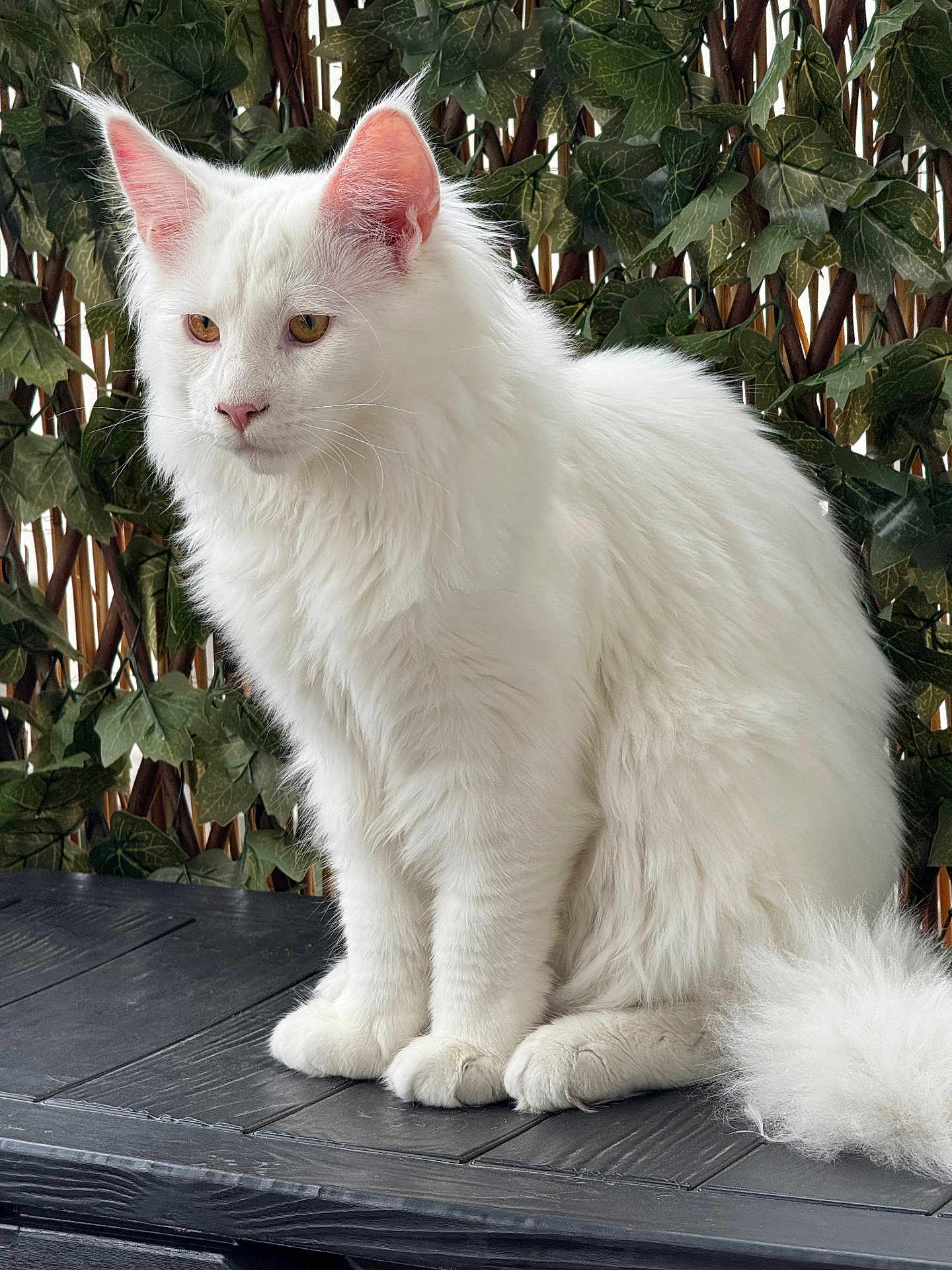 Yuki