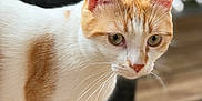 Milo a rejoint le concours — aidez-le/la à gagner de superbes lots ! animal, blurred_background, cat, close_up, curious, domestic_cat, ears, eyes, feline, fur, natural_light, orange_and_white, outdoor, pet, side_view, soft_focus, standing, whiskers, wicker_chair, wooden_deck