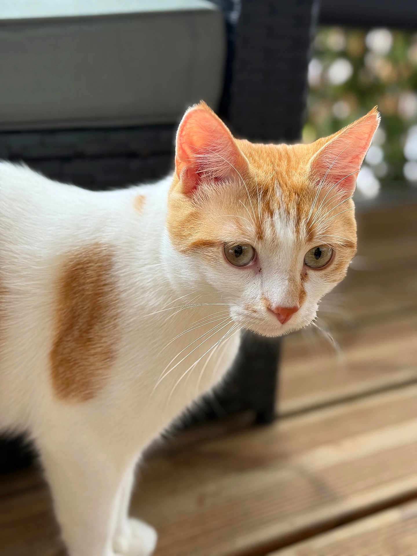 Milo