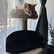 Milo a rejoint le concours — aidez-le/la à gagner de superbes lots ! black_cat, cat, cat_tree, cats, cozy, curtain, feline, flowers, furniture, home, indoor, orange_patches, pet, relaxing, resting, sheer_curtain, sleeping, vase, white_cat, window