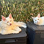 animal, cat, cute, domestic_animal, feline, fluffy, fur, greenery, leafy_background, looking_at_camera, nature, outdoor, pet, relaxed, resting, storage_box, sunlight, tongue_out, two_animals, white_cat
