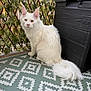 animal, cat, closeup, curious, domestic_cat, feline, fluffy, fur, golden_eyes, indoor, leafy_background, long_tail, natural_light, patterned_mat, pet, portrait, relaxed, sitting, white_cat, wooden_box