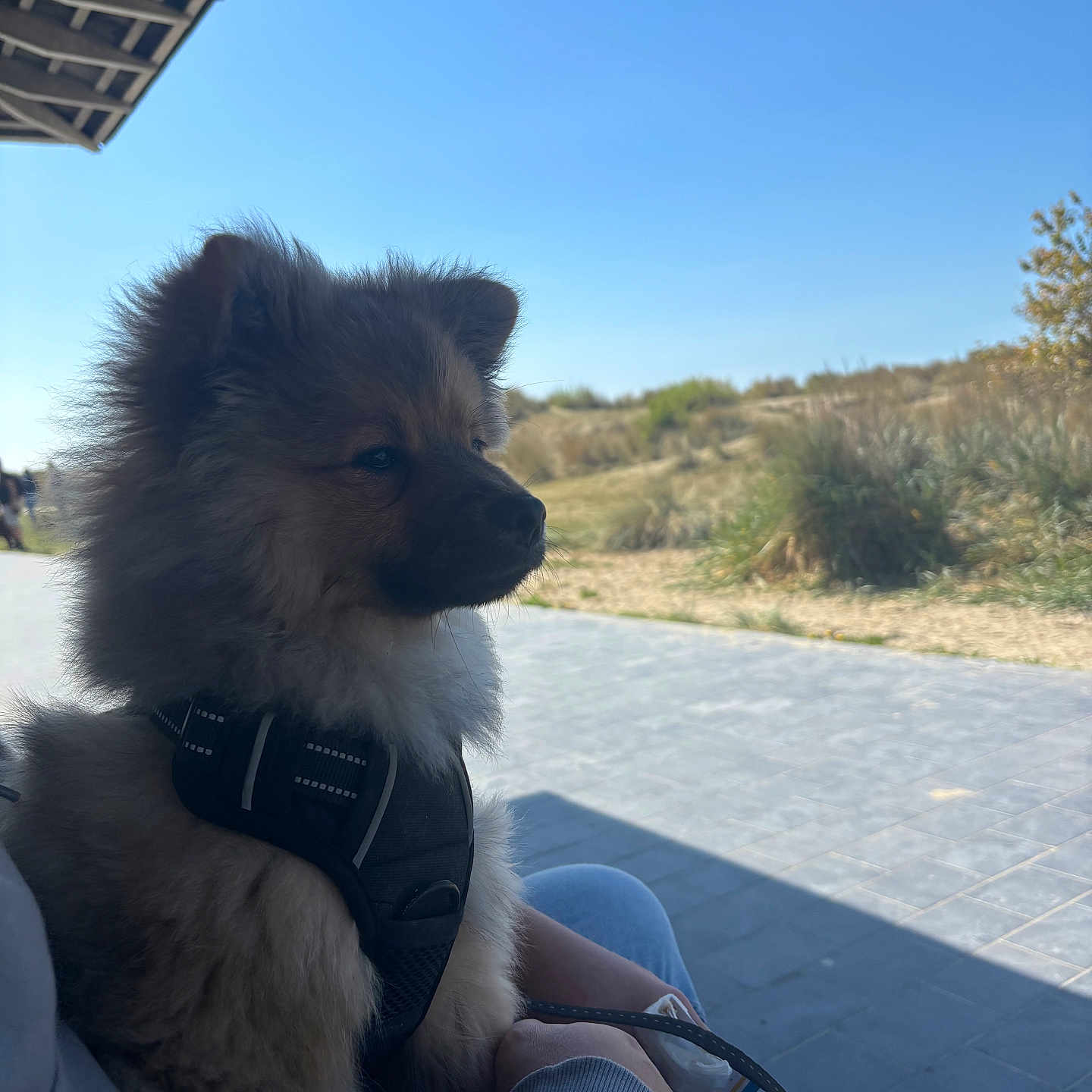 Mïllow participe au concours pour gagner de l'argent avec cette photo : accessories, animal, canine, clothing, collie, couch, dog, eskimodog, footwear, furniture, husky, pants, path, person, pet, puppy, sandal, strap, terrier, walkway