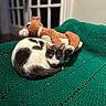 Dixie is registered to the contest to win money with this photo: cat, animal, pet, feline, plush_toy, reindeer_toy, blanket, knitted_blanket, green_blanket, indoor, cozy, resting, curled_up, white_cat, gray_cat, soft_toy, home, relaxation, cute, fur