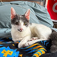 Dixie is registered to the contest to win money with this photo: cat, pet, animal, indoor, bed, blanket, fur, white, gray, ears, eyes, paws, tail, resting, cozy, cute, young, closeup, feline, curious