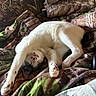 Dixie joined the competition — help win amazing prizes! cat, white_cat, black_spots, stretching, sleeping, pet, indoor, blanket, camouflage_pattern, fur, paw, cozy, relaxation, cute, animal, mammal, whiskers, pink_nose, resting, bed