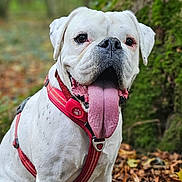 Gertie joined the competition — help win amazing prizes! animal, autumn, canine, closeup, cute, dog, friendly, happy, harness, leaves, moss, nature, outdoor, pet, playful, portrait, sitting, tongue_out, tree, white_dog