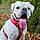 Gertie