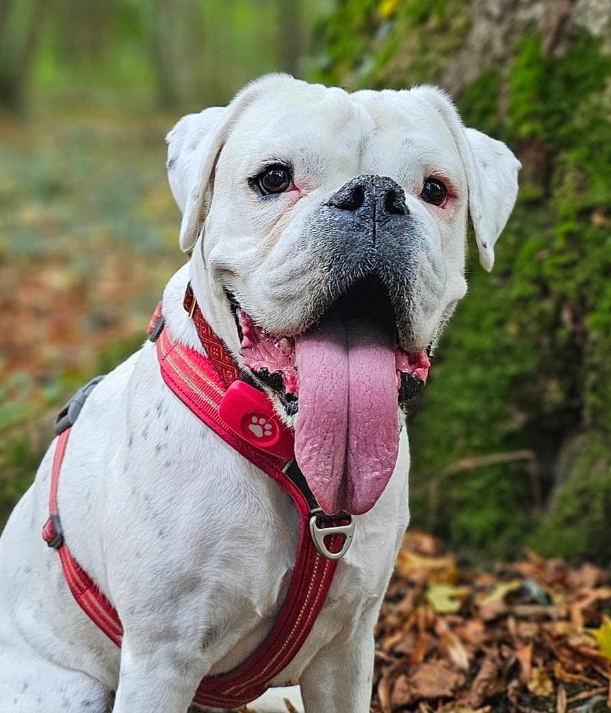 Gertie