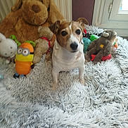 Samy participe au concours pour gagner de l'argent avec cette photo : dog, plush_toy, stuffed_animal, minion, teddy_bear, carpet, fluffy_rug, indoor, window, pet, brown_dog, white_dog, toy_collection, soft_toys, cozy, playful, animal, sitting, home, decor