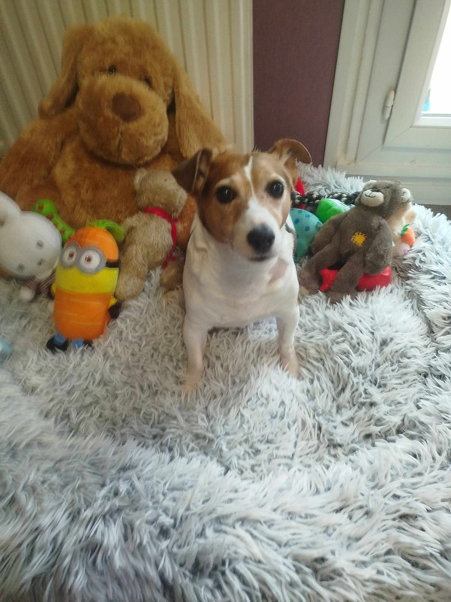 Samy participe au concours pour gagner de l'argent avec cette photo : dog, plush_toy, stuffed_animal, minion, teddy_bear, carpet, fluffy_rug, indoor, window, pet, brown_dog, white_dog, toy_collection, soft_toys, cozy, playful, animal, sitting, home, decor