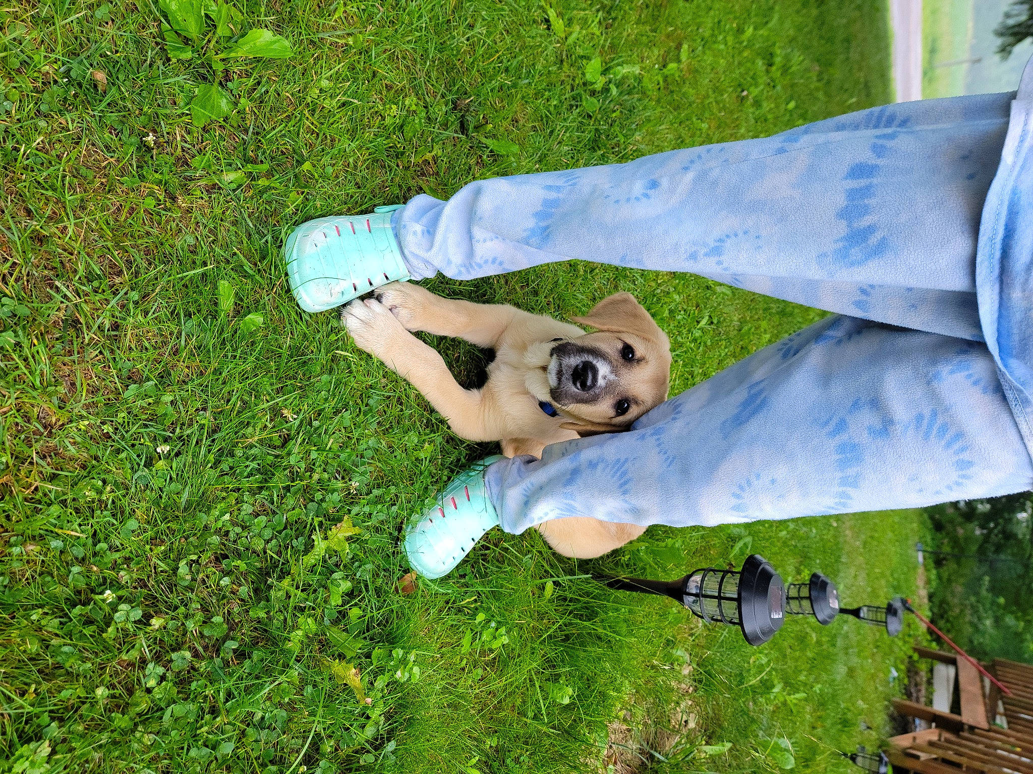 Bella is registered to the contest to win money with this photo: art, companion_dog, dog, eyewear, foot, fun, gesture, grass, grass_family, grassland, groundcover, human_leg, lawn, leisure, people_in_nature, plant, sculpture, sunglasses, tree, wood