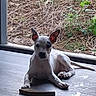 alert, animal, black_patch, concrete_floor, curious, daylight, dog, ears_up, glass_door, grass, indoor, laying_down, natural_background, pet, plants, puppy, quiet, white_dog, wood_piece, young_dog