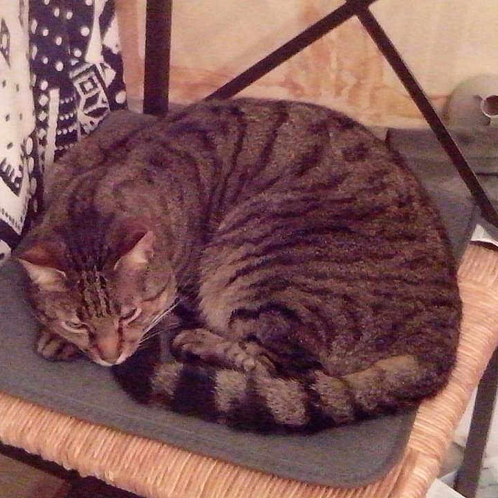 Corsu participe au concours pour gagner de l'argent avec cette photo :