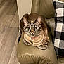 Marshy is registered to the contest to win money with this photo: cat, tabby, blue_eyes, collar, bell, leather_chair, armrest, indoor, wood_floor, pillow, checkered, pet, feline, animal, resting, curious, cute, domestic, companion, cozy