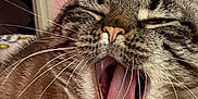 Marshy joined the competition — help win amazing prizes! cat, tabby, yawning, close_up, pink_collar, indoor, pet, feline, whiskers, mouth_open, tongue, fur, ears, sleepy, animal, domestic, cute, face, expression, relaxed
