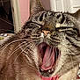 cat, tabby, yawning, close_up, pink_collar, indoor, pet, feline, whiskers, mouth_open, tongue, fur, ears, sleepy, animal, domestic, cute, face, expression, relaxed