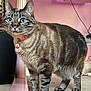 Marshy joined the competition — help win amazing prizes! cat, tabby, blue_eyes, collar, indoor, carpet, pink, purple, furniture, pet, animal, whiskers, ears, floor, domestic, cute, alert, striped, standing, closeup