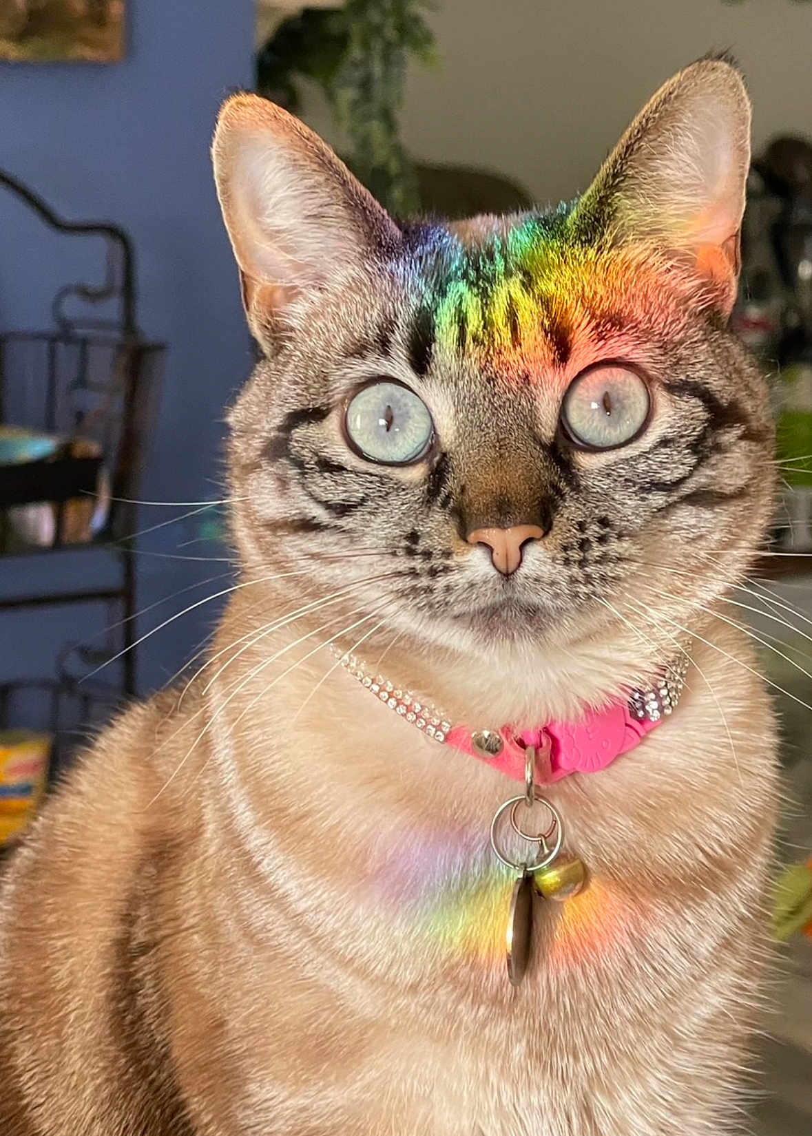 Marshy is registered to the contest to win money with this photo: cat, close_up, indoor, blue_eyes, pink_collar, tags, rainbow_light, whiskers, fur, face, pet, animal, domestic_cat, tabby, curious, portrait, household, feline, colorful, soft_light