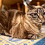 cat, tabby, animal, pet, fur, whiskers, collar, indoor, rug, patterned_rug, wooden_chair, blurred_background, close_up, relaxed, sitting, domestic, mammal, floor, home, furniture