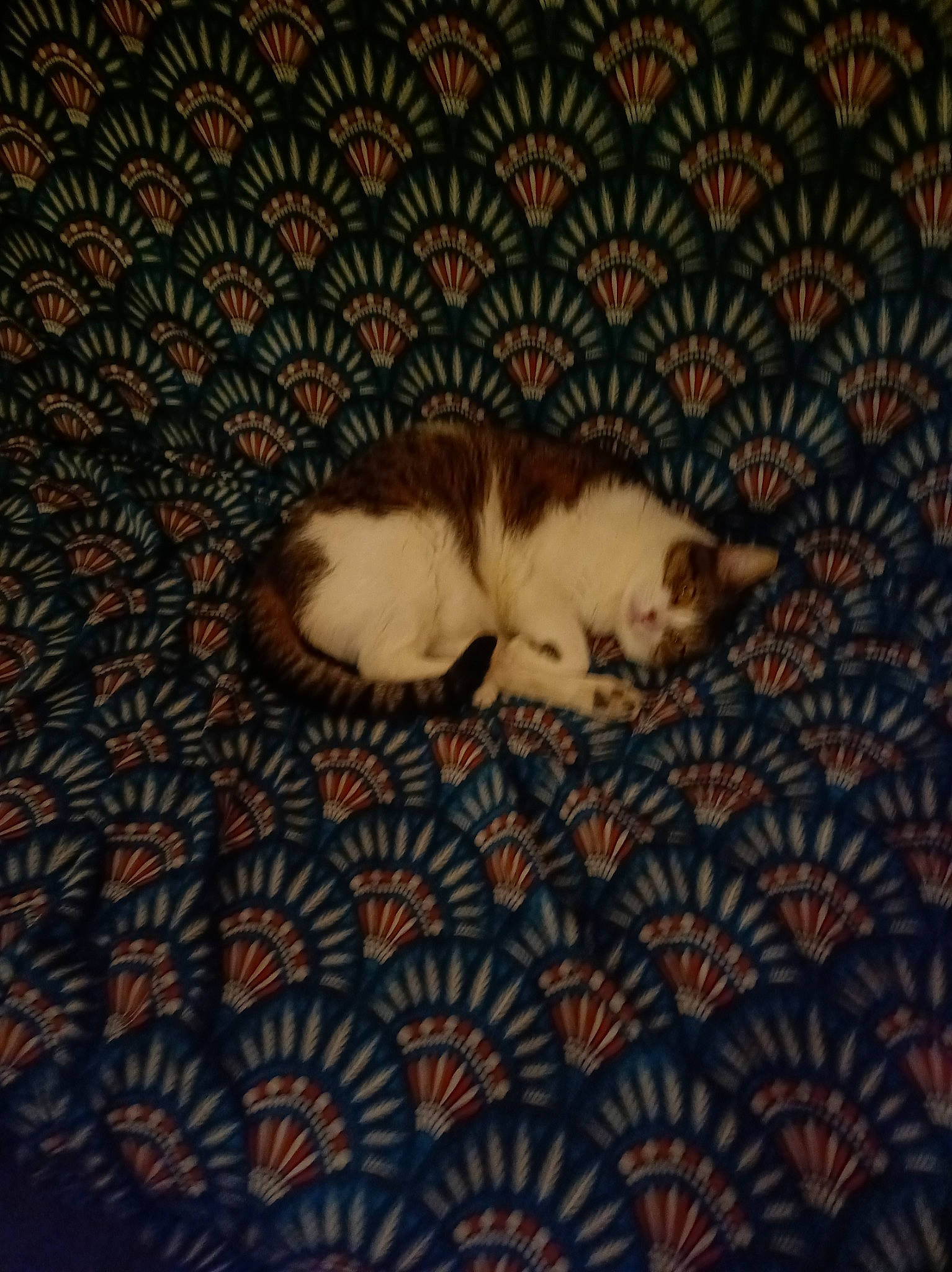 Nounours a rejoint le concours — aidez-le/la à gagner de superbes lots ! canidae, carnivore, cat, comfort, companion_dog, dog_breed, fawn, felidae, flooring, fur, hardwood, pattern, paw, small_to_medium_sized_cats, snout, tail, terrestrial_animal, whiskers, wildlife, wood