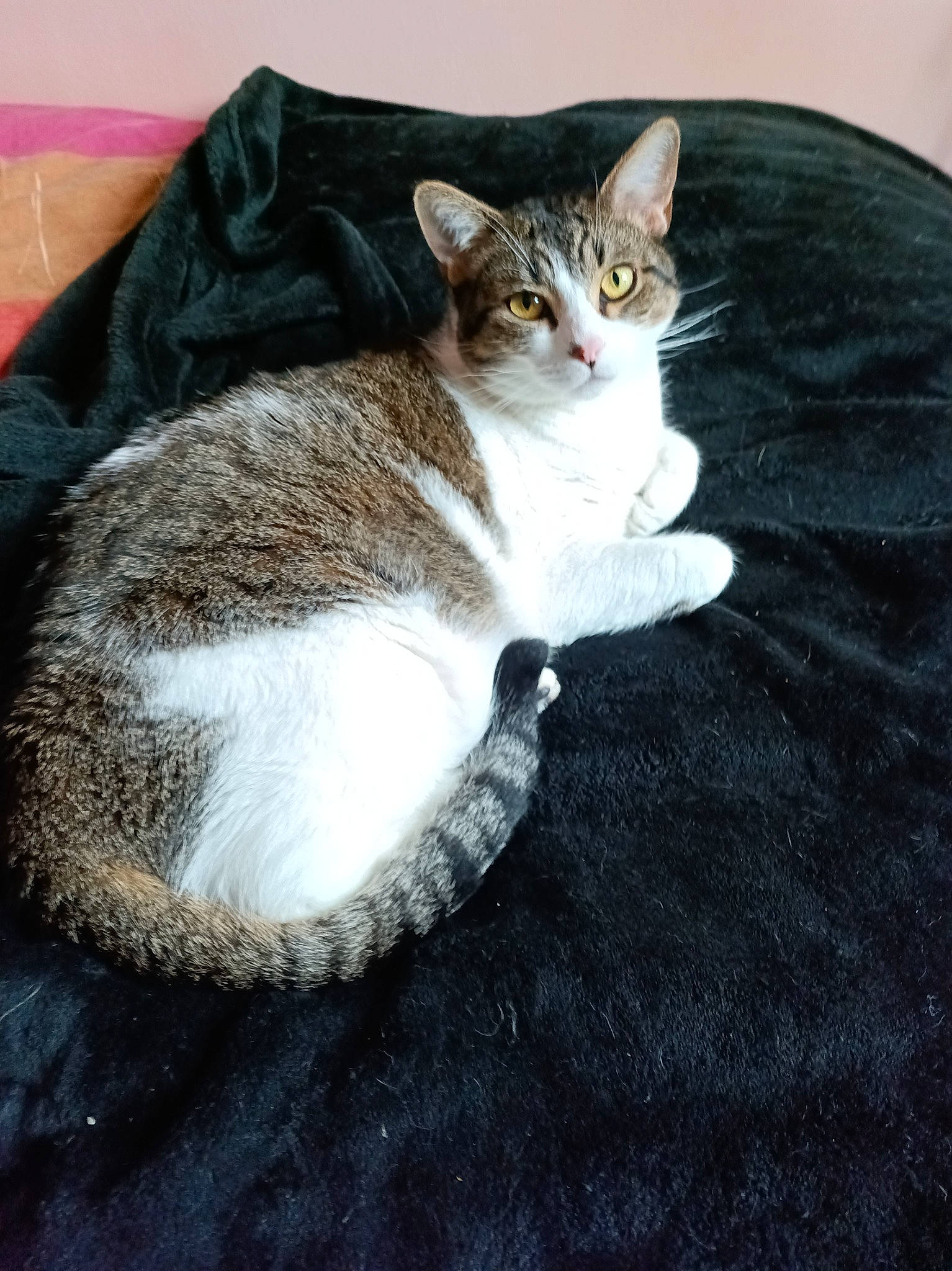 Nounours participe au concours pour gagner de l'argent avec cette photo : carnivore, cat, comfort, domestic_short_haired_cat, eye, fawn, felidae, fur, grey, head, paw, sitting, small_to_medium_sized_cats, snout, tail, whiskers, wood